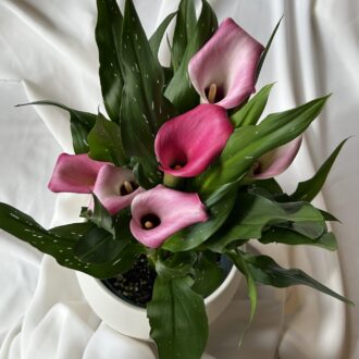 6" Calla Lily Plant