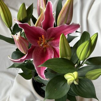 6" Flowering Oriental Lily
