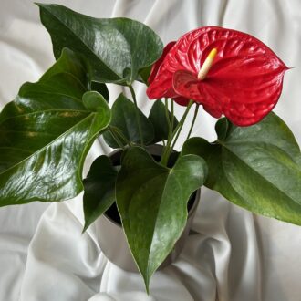 6” Red Heart Anthurium Plant