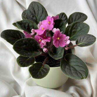 4" Potted African Violet