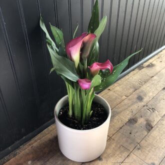 6" Calla Lily in Ceramic