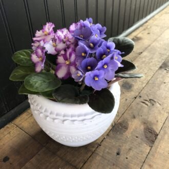 5" African Violet in White Ceramic
