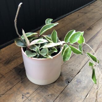 6" Krimson Hoya in Blush Ceramic