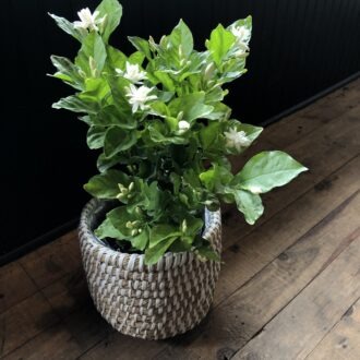 6" Flowering Jasmine in Woven Basket