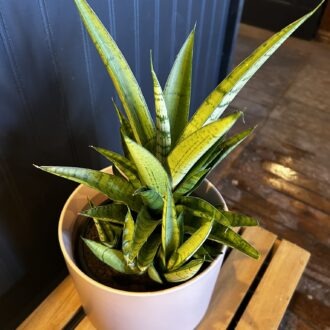 6” Tough Lady Sansevieria